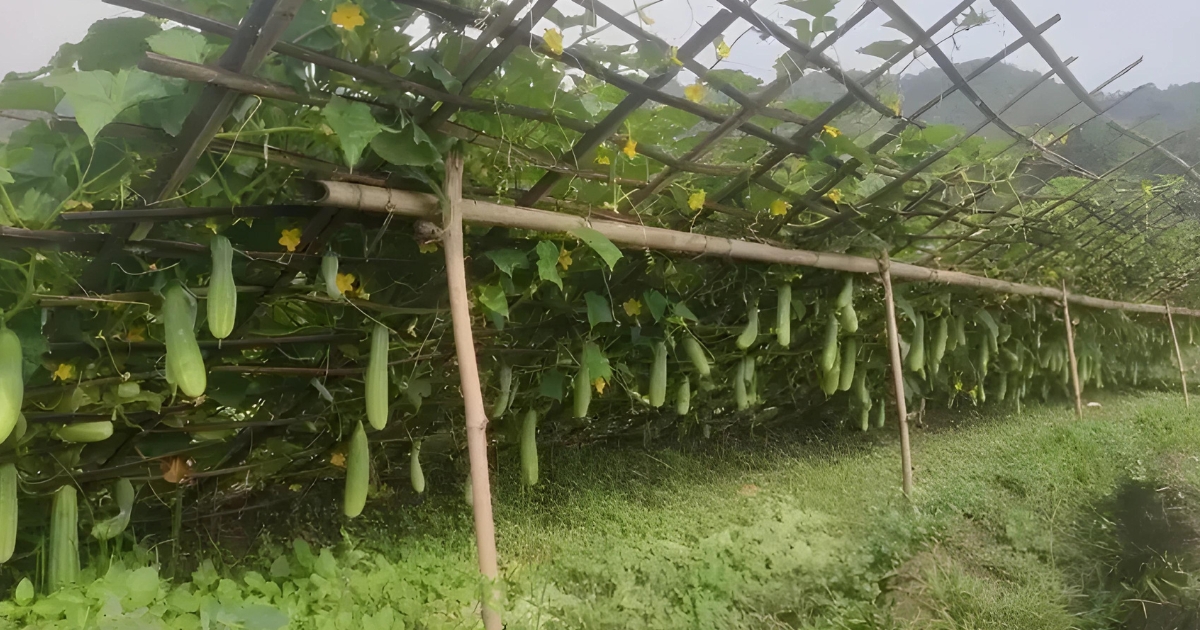 Aliba Village cucumber festival