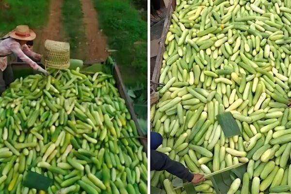 Aliba Village gears up for 3rd annual Cucumber Festival